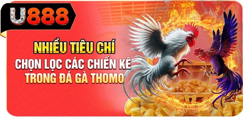 Nhiều tiêu chí chọn lọc các chiến kê trong đá gà Thomo