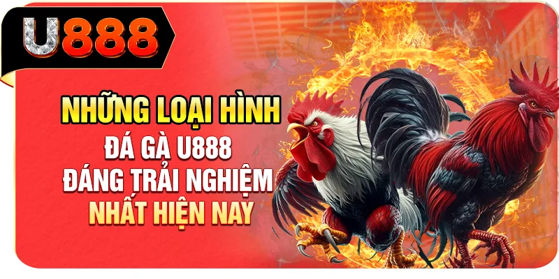 Những loại hình đá gà U888 đáng trải nghiệm nhất hiện nay