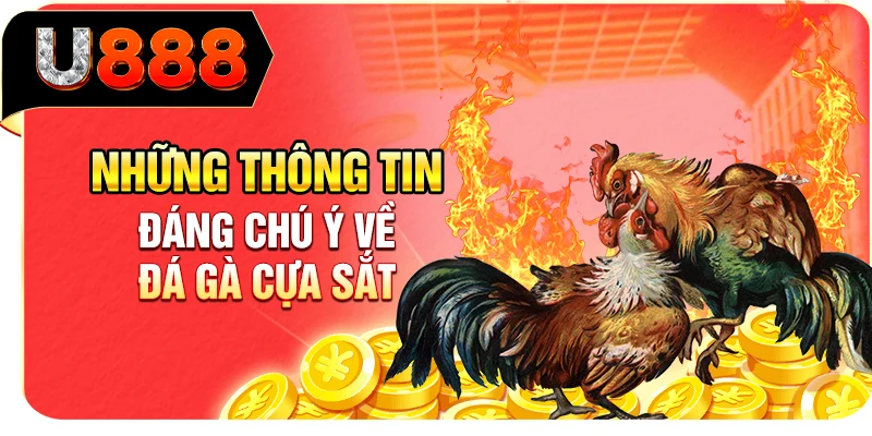 Những thông tin đáng chú ý về đá gà cựa sắt